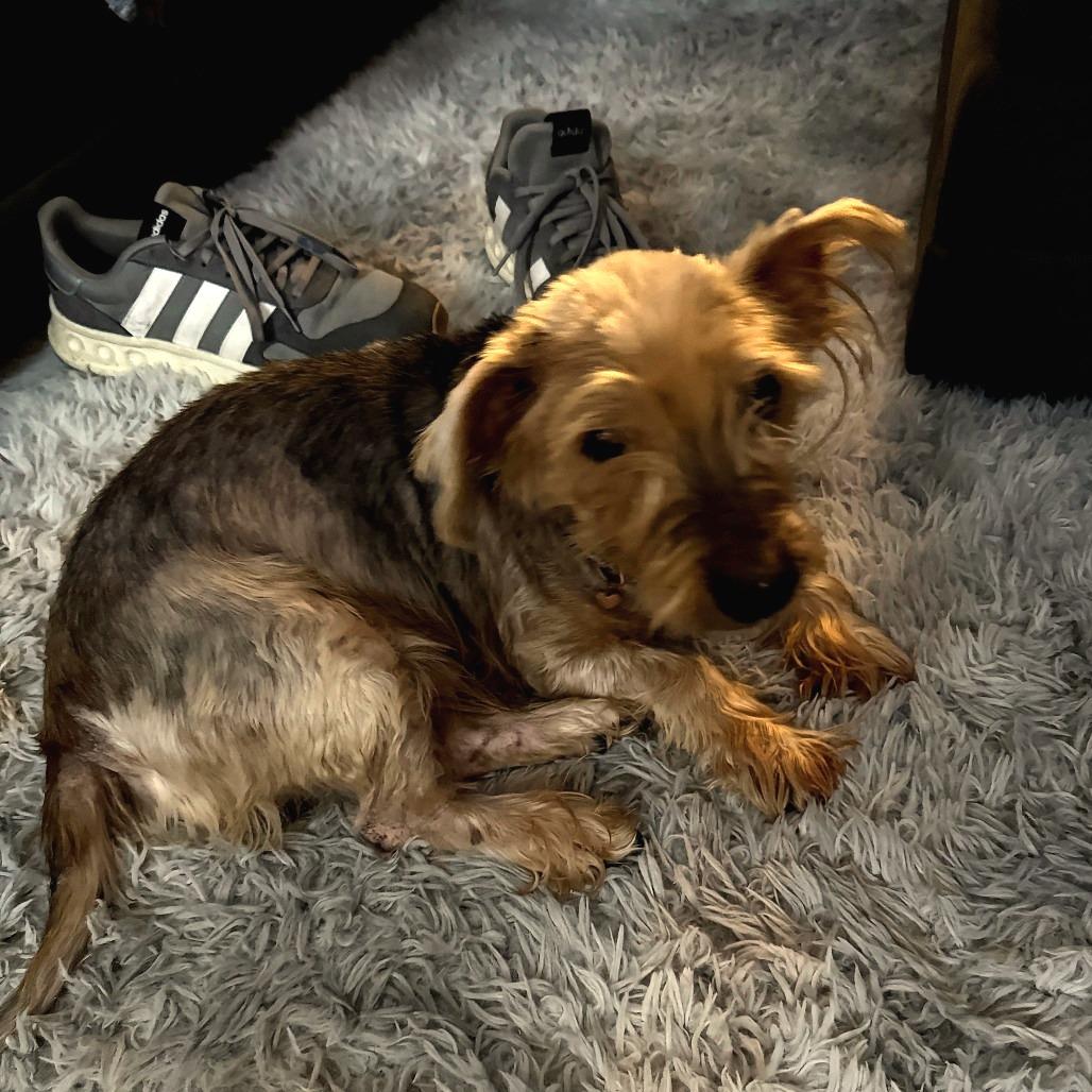 Enlarge Lucien, a Adoptable mixed breed in Rockville, MD image 5/5