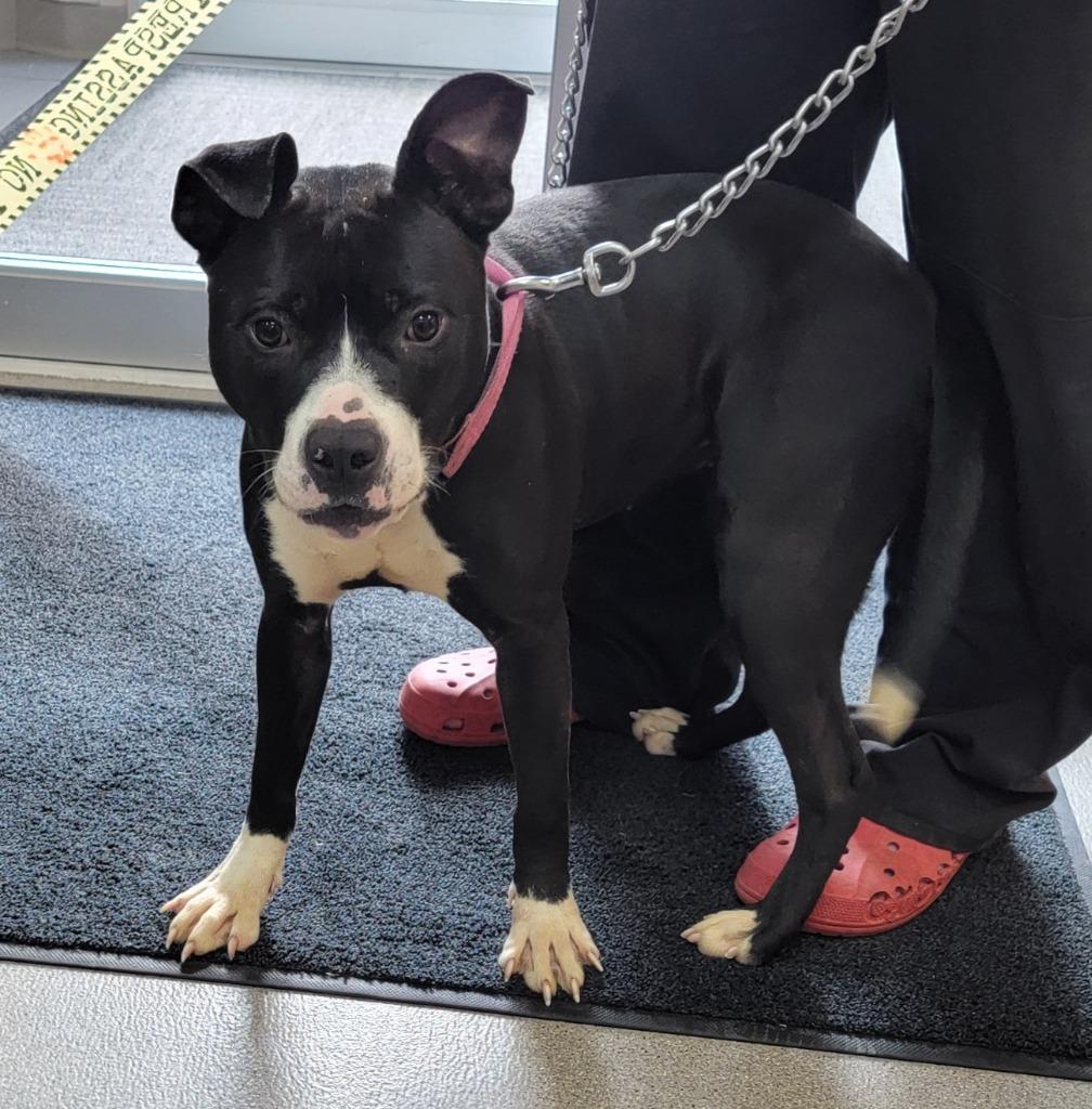 Yasmin, Adoptable, Young Female Pit Bull Terrier.