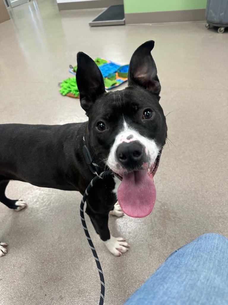 Yasmin, Adoptable, Young Female Pit Bull Terrier.