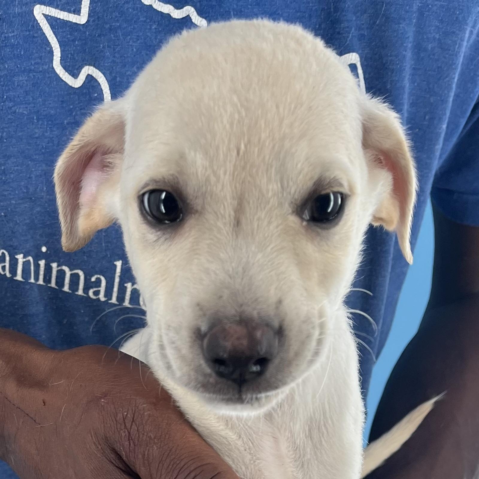 Dodge - Local Sept 26-28