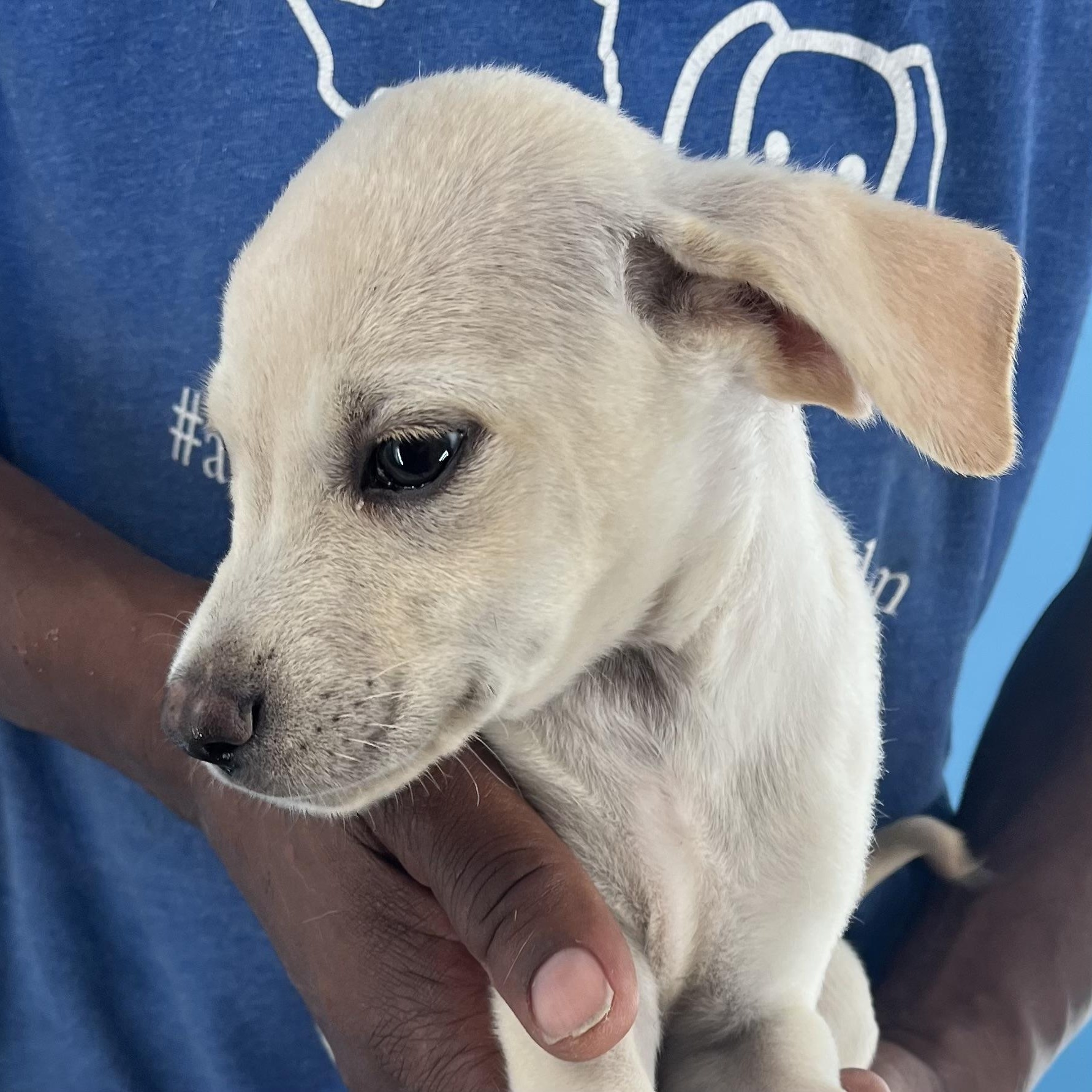 Dodge - Local Sept 26-28