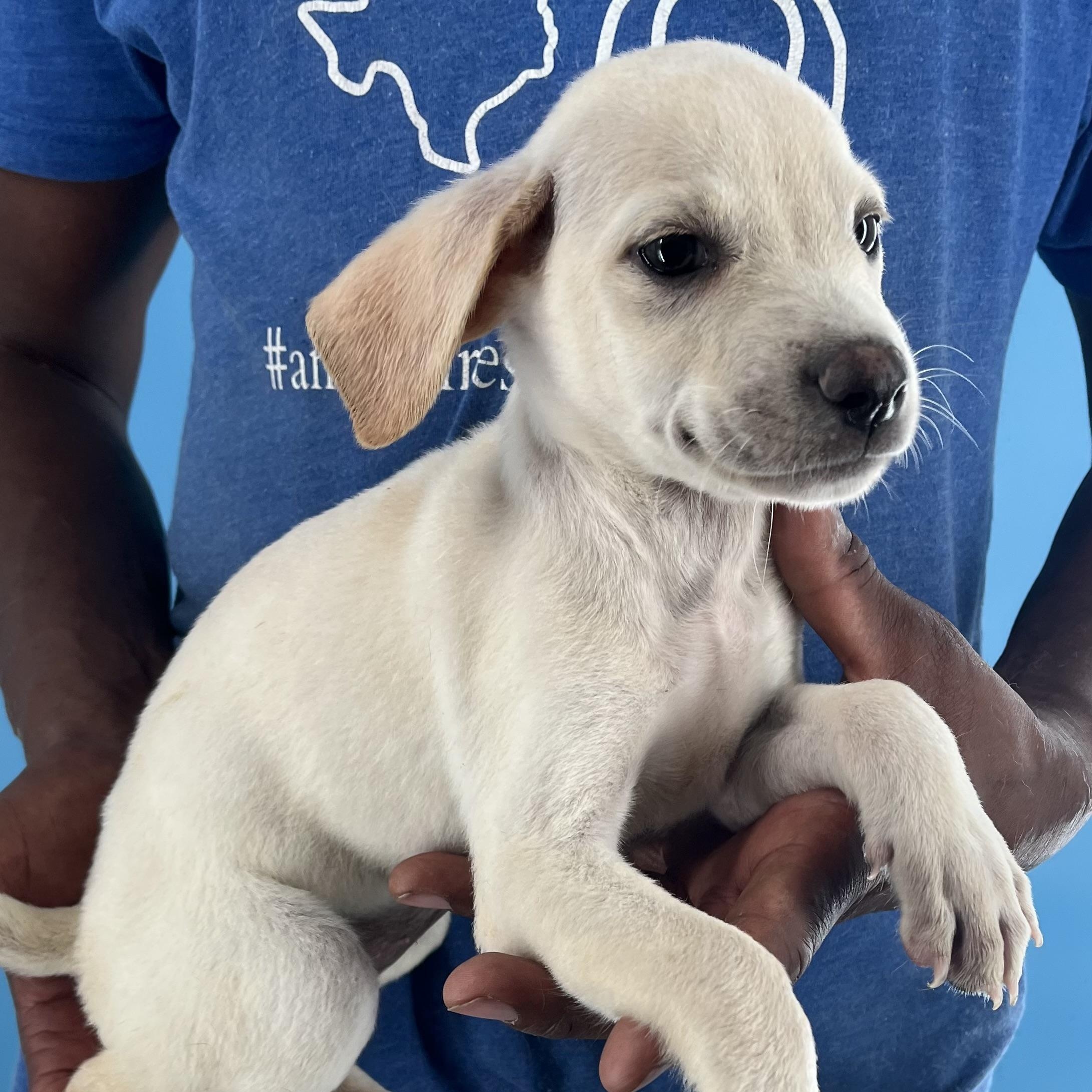 Dodge - Local Sept 26-28