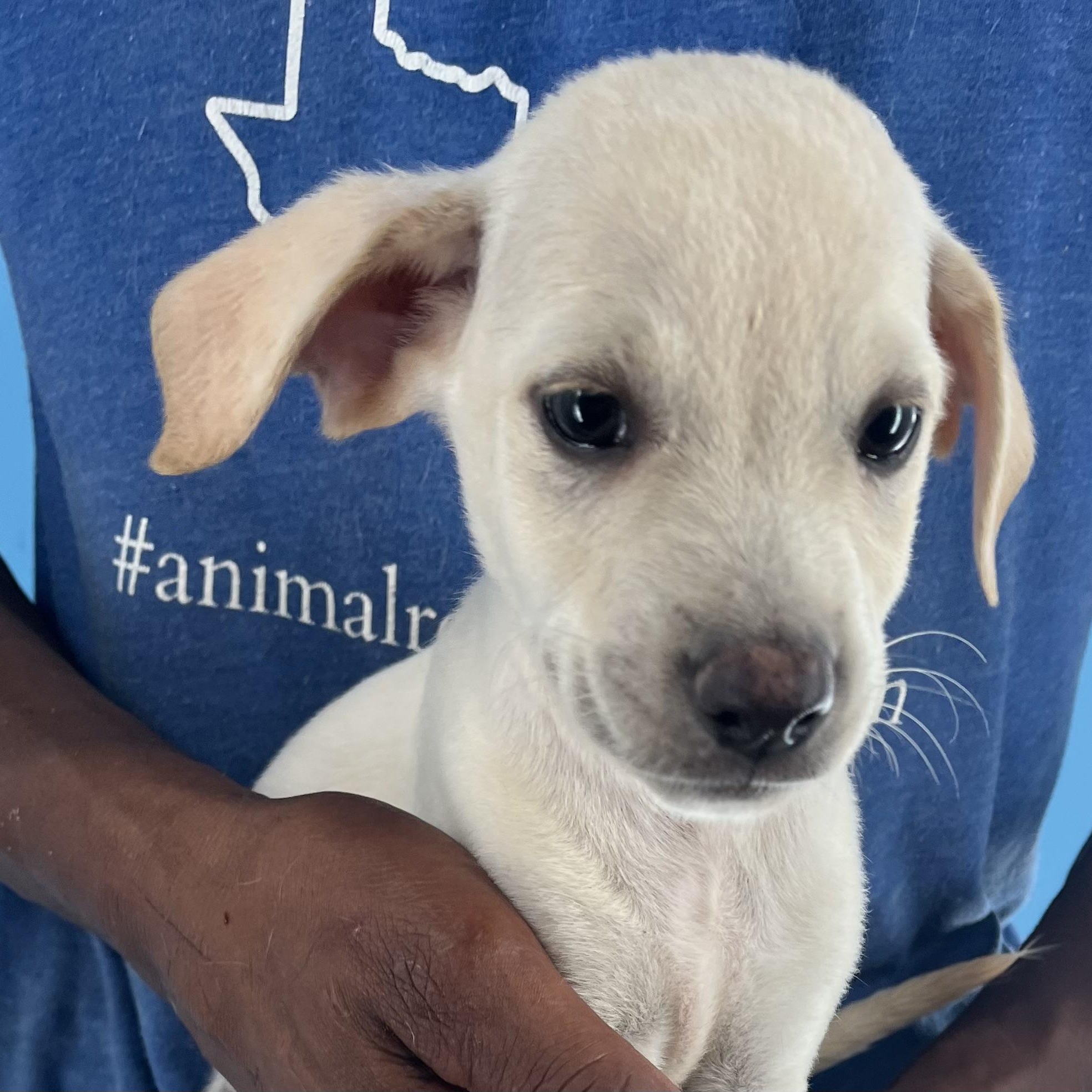 Dodge - Local Sept 26-28