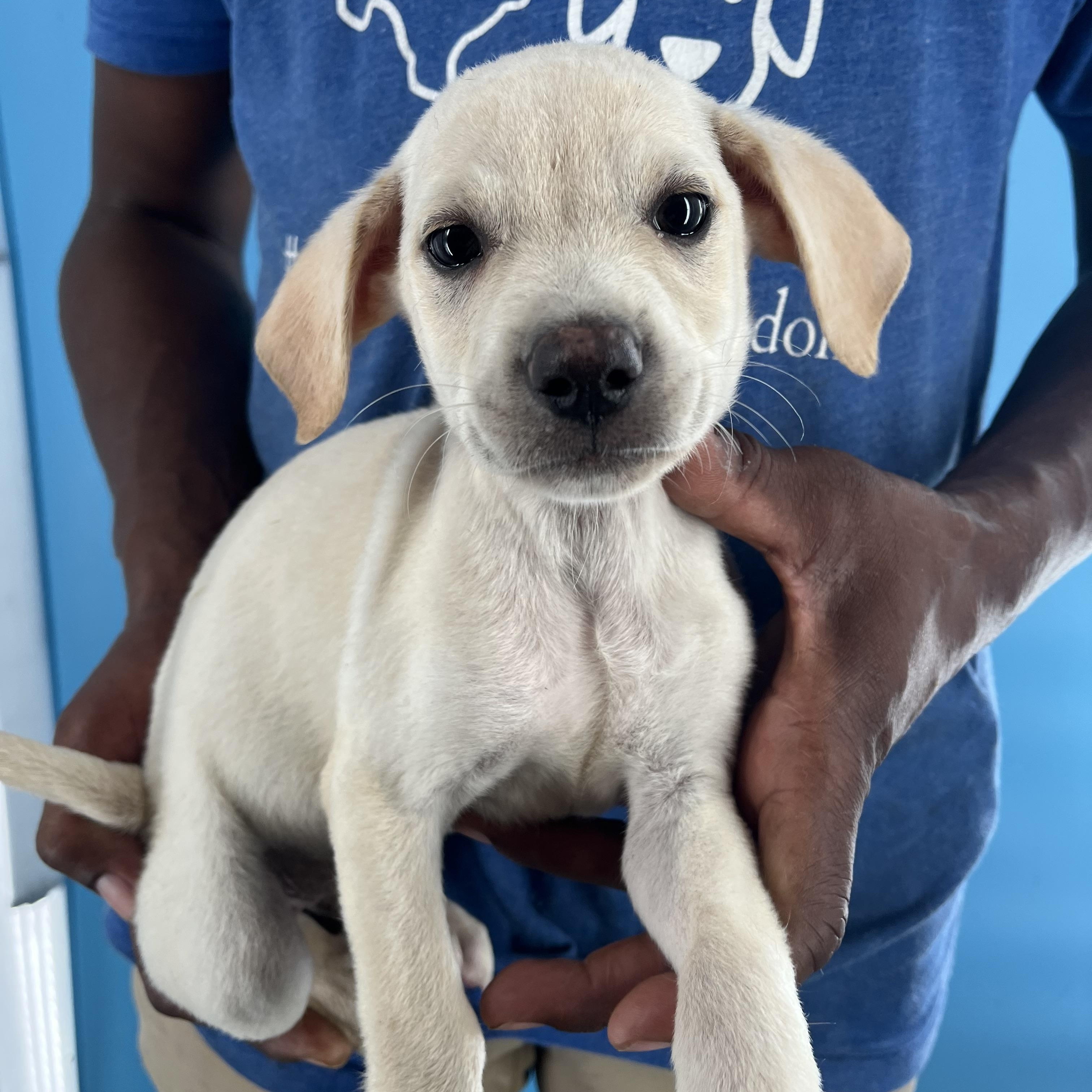 Dodge - Local Sept 26-28