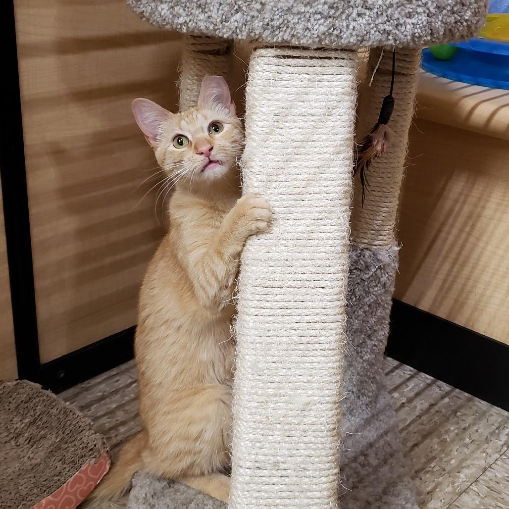 Enlarge Dale 2, a Adoptable Domestic Short Hair in Bulverde, TX image 1/3