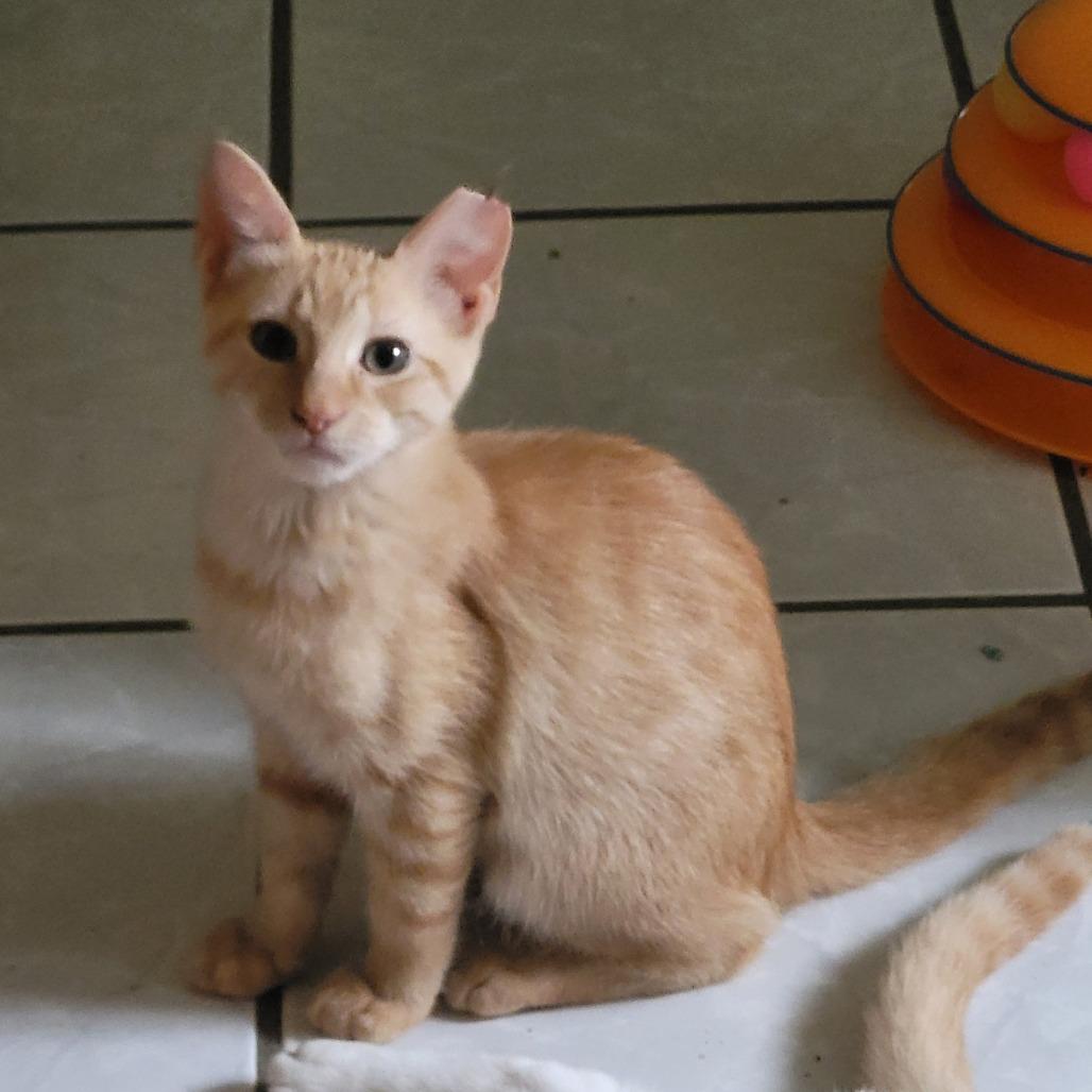 Dale 2, Adoptable, Young Female Domestic Short Hair.