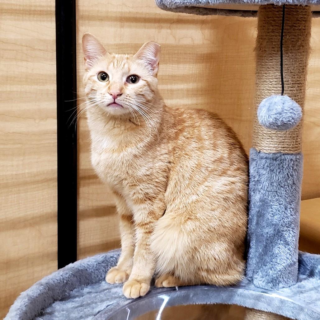 Enlarge Dale 2, a Adoptable Domestic Short Hair in Bulverde, TX image 2/3