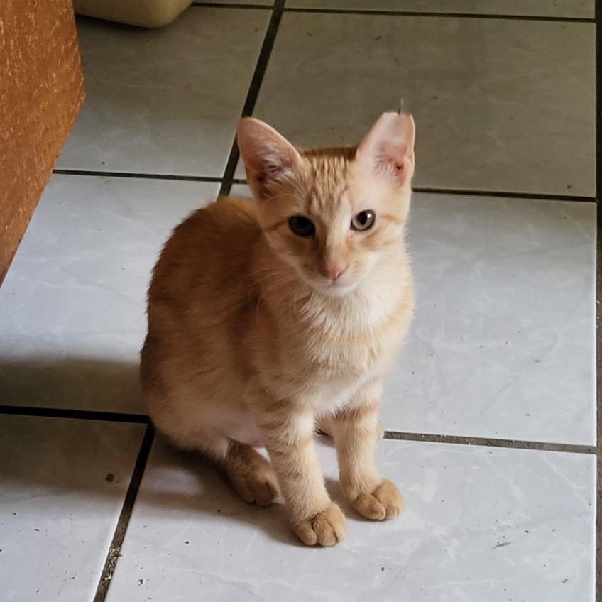 Enlarge Dale 2, a Adoptable Domestic Short Hair in Bulverde, TX image 2/4