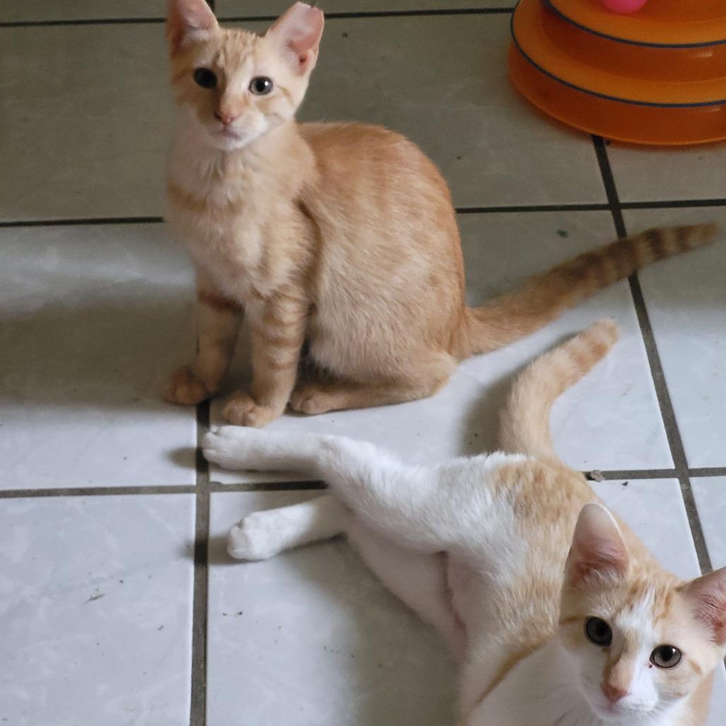 Enlarge Dale 2, a Adoptable Domestic Short Hair in Bulverde, TX image 3/4