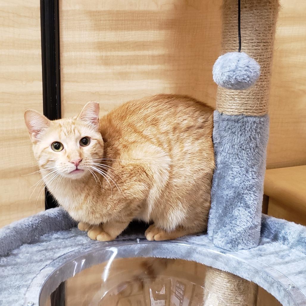 Enlarge Dale 2, a Adoptable Domestic Short Hair in Bulverde, TX image 3/4