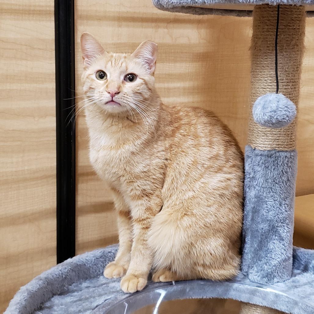 Enlarge Dale 2, a Adoptable Domestic Short Hair in Bulverde, TX image 4/4