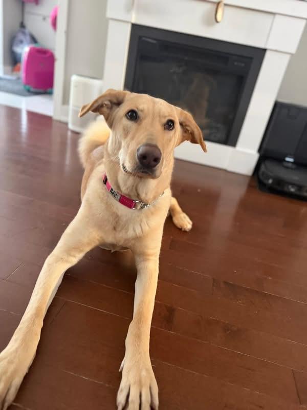 Kiki, a ADOPTABLE mixed breed in Barrie, ON image 5/6