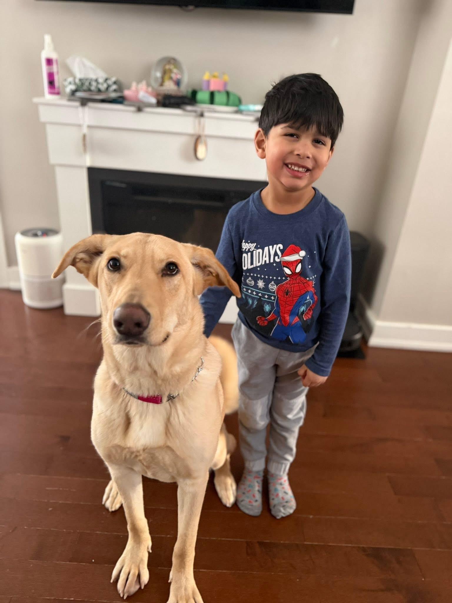 Kiki, ADOPTABLE, Young Female Labrador Retriever.