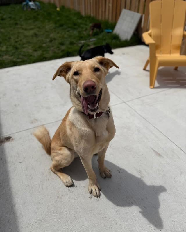 Kiki, a ADOPTABLE mixed breed in Barrie, ON image 3/6