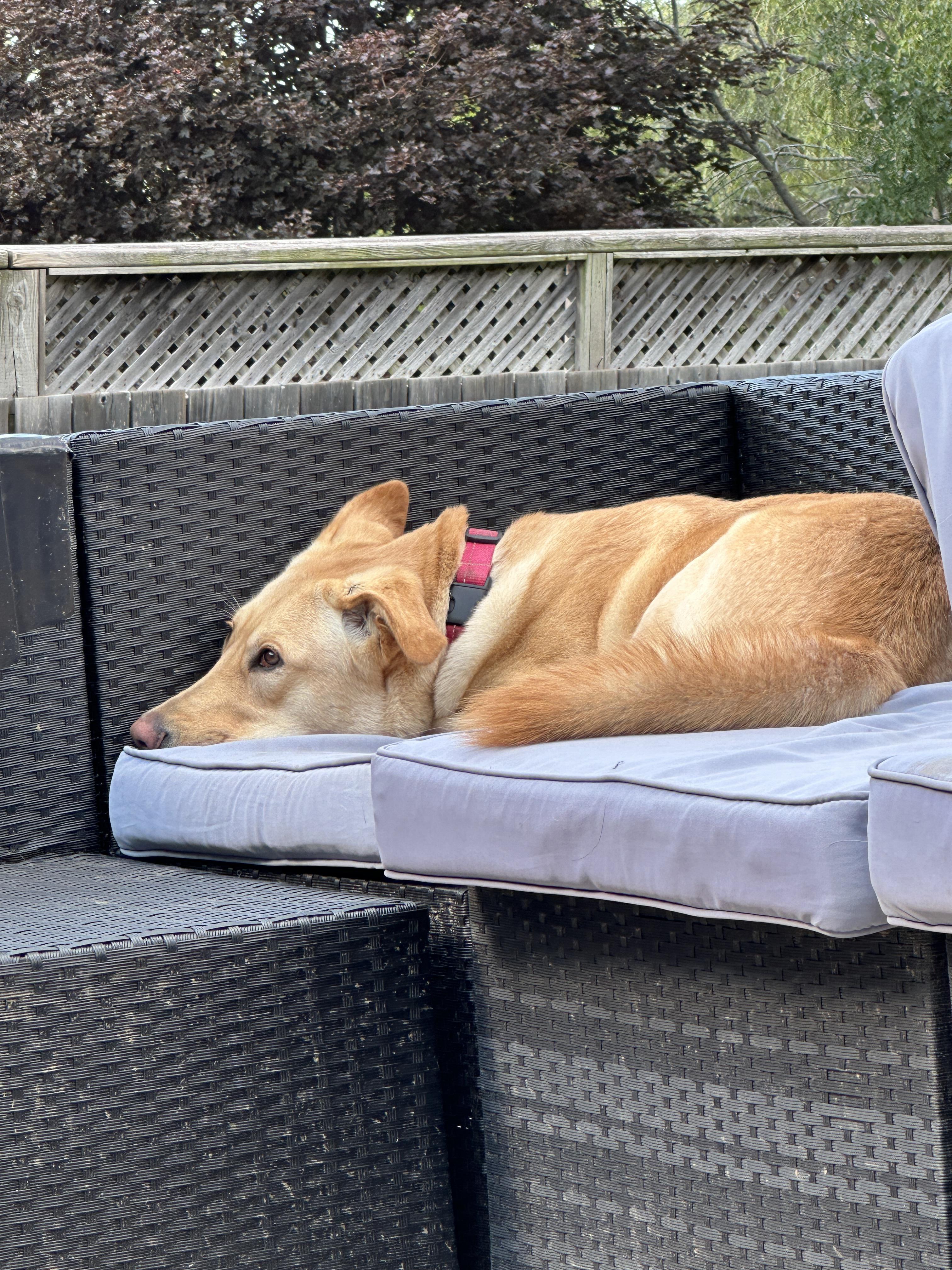 Kiki, a ADOPTABLE mixed breed in Barrie, ON image 4/6