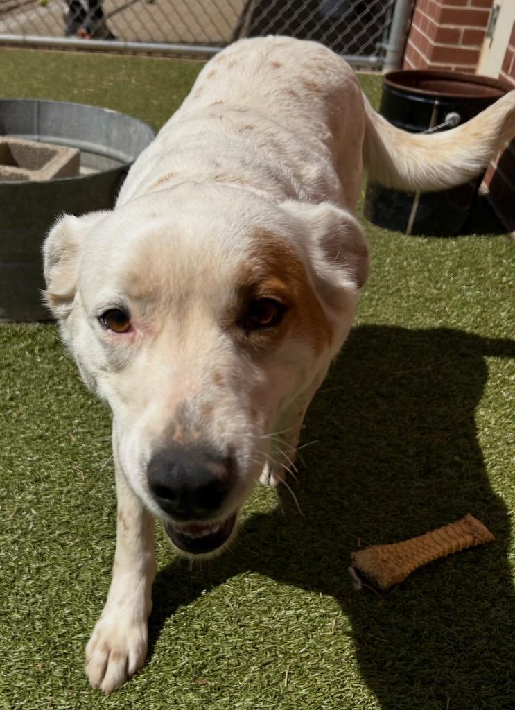 Enlarge Zorra, a Adoptable mixed breed in Newcastle, OK image 2/2