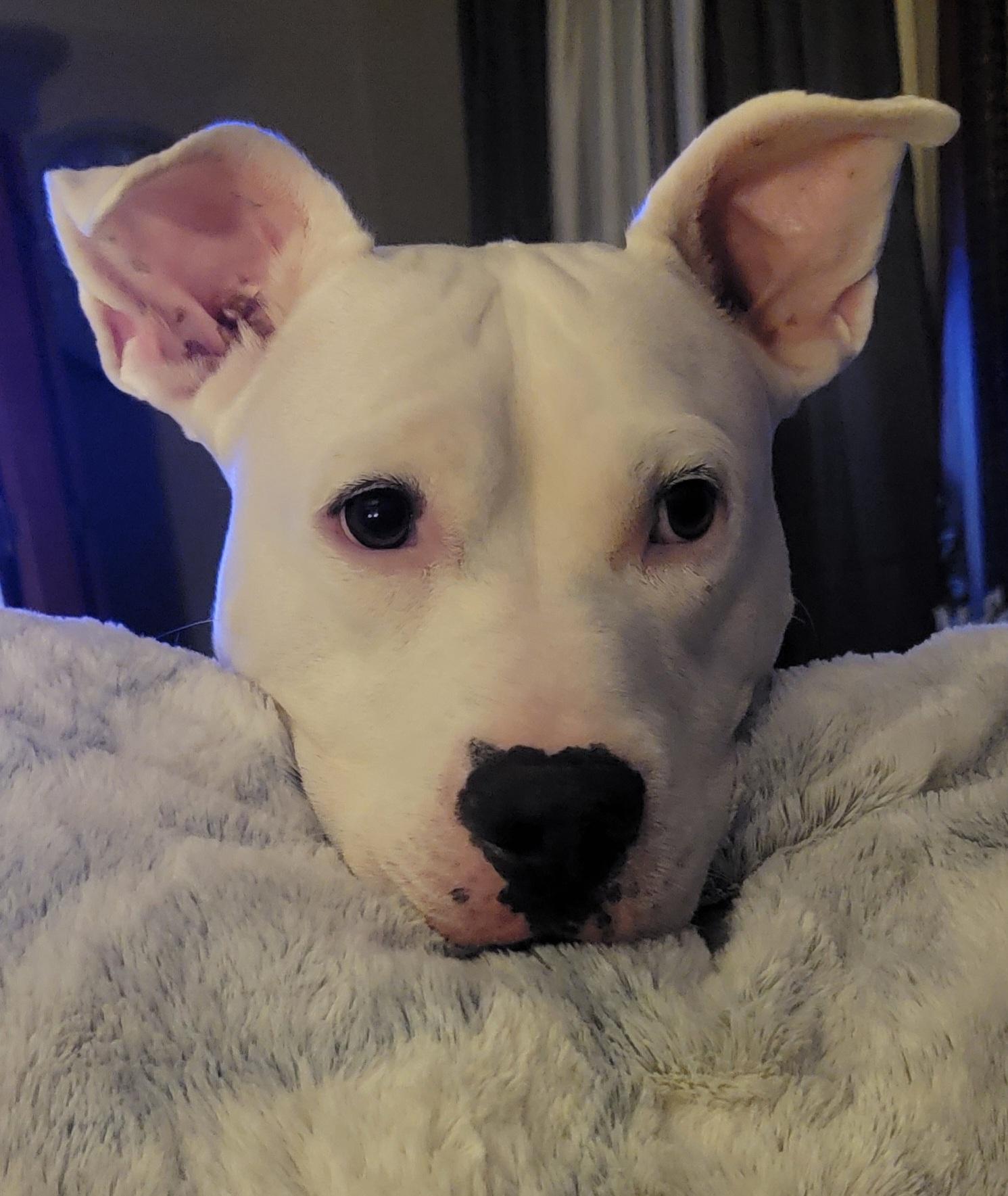 Enlarge Bogey, an adopted mixed breed in Clementon, NJ image 2/6