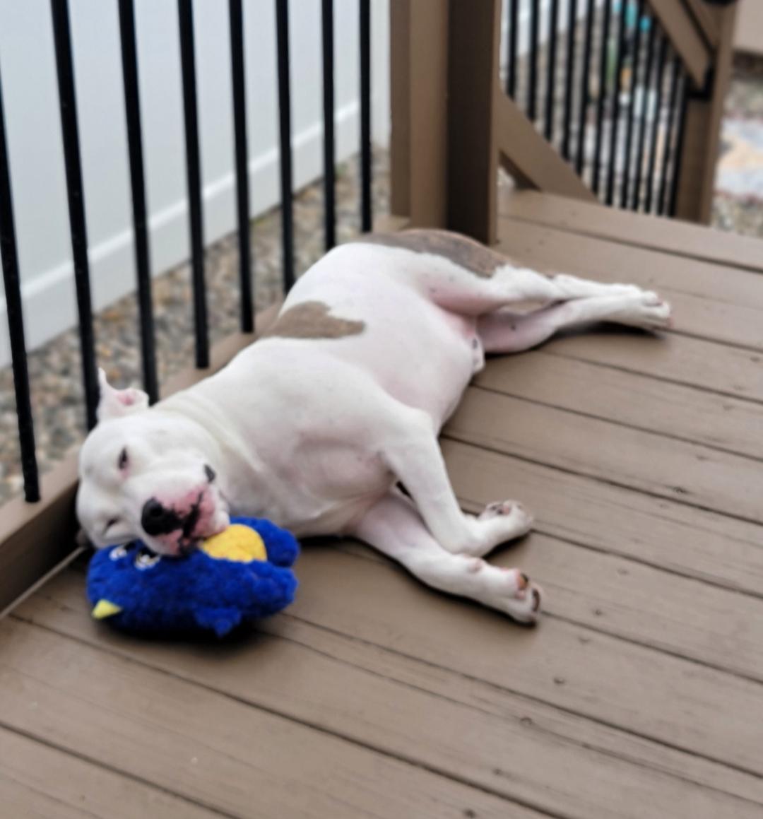 Enlarge Bogey, an adopted mixed breed in Clementon, NJ image 3/6