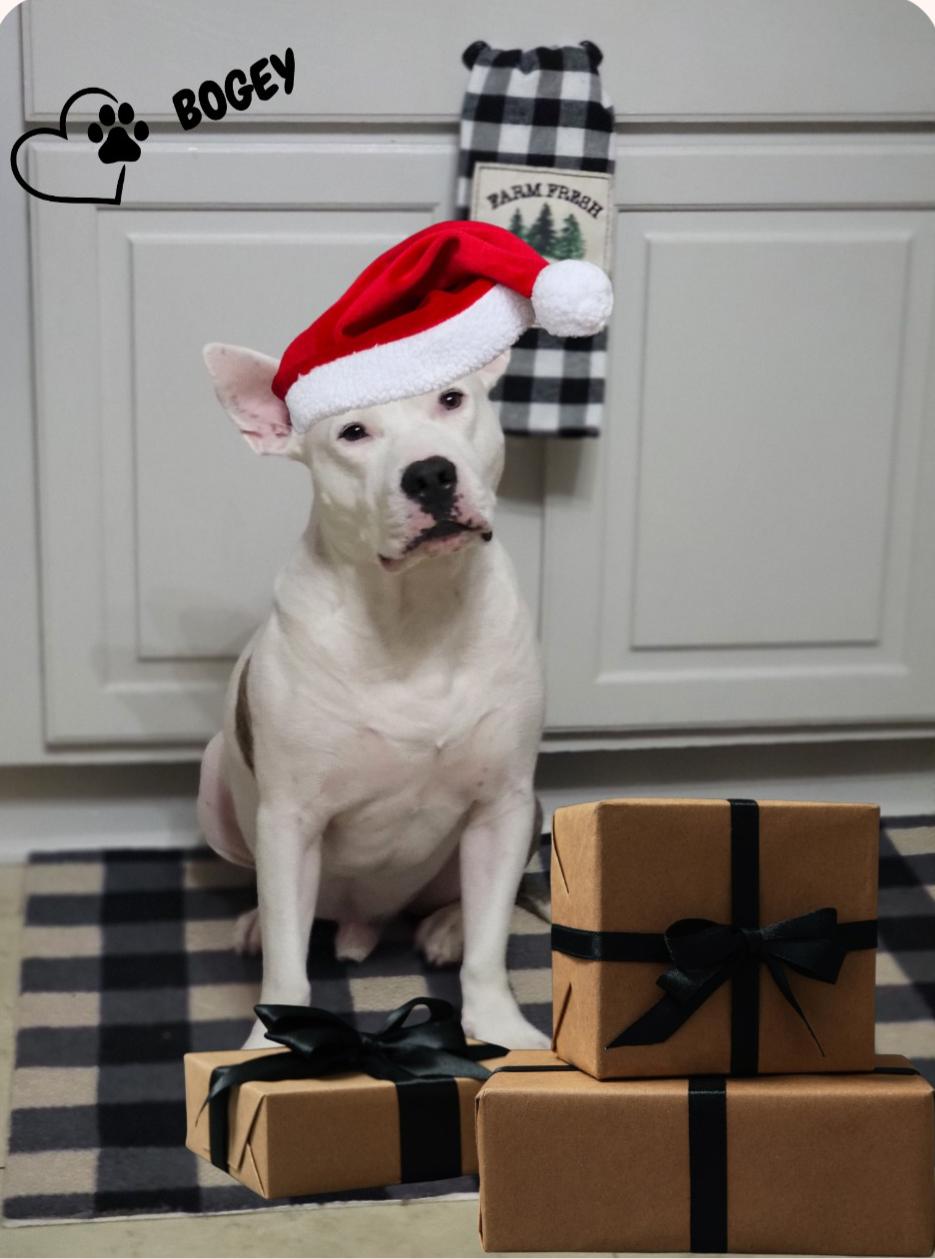 Enlarge Bogey, an adopted mixed breed in Clementon, NJ image 1/6