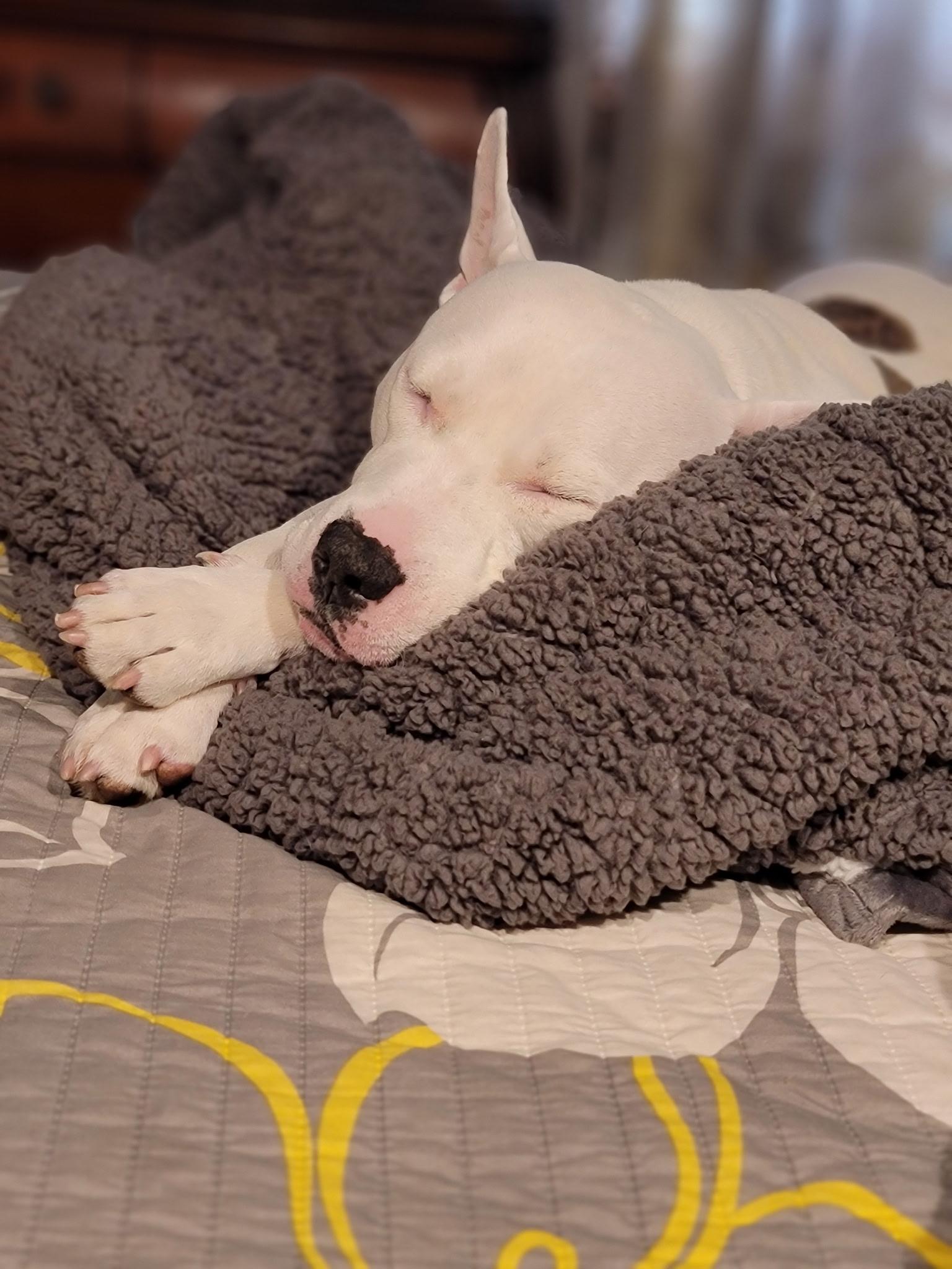 Enlarge Bogey, an adopted mixed breed in Clementon, NJ image 5/6