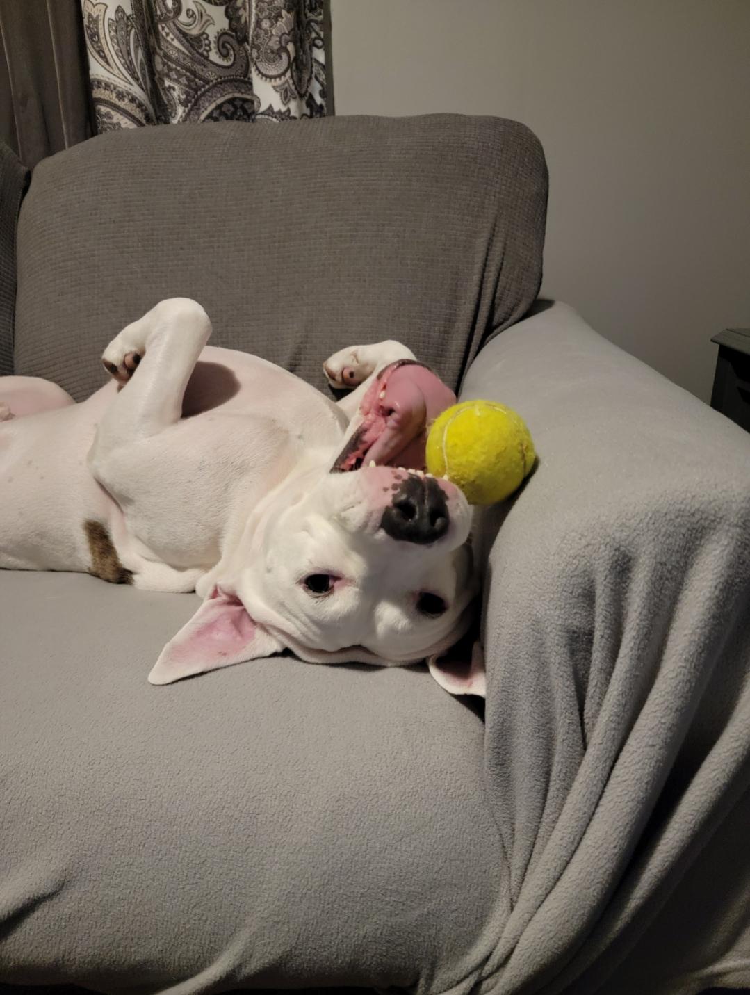 Enlarge Bogey, an adopted mixed breed in Clementon, NJ image 4/6