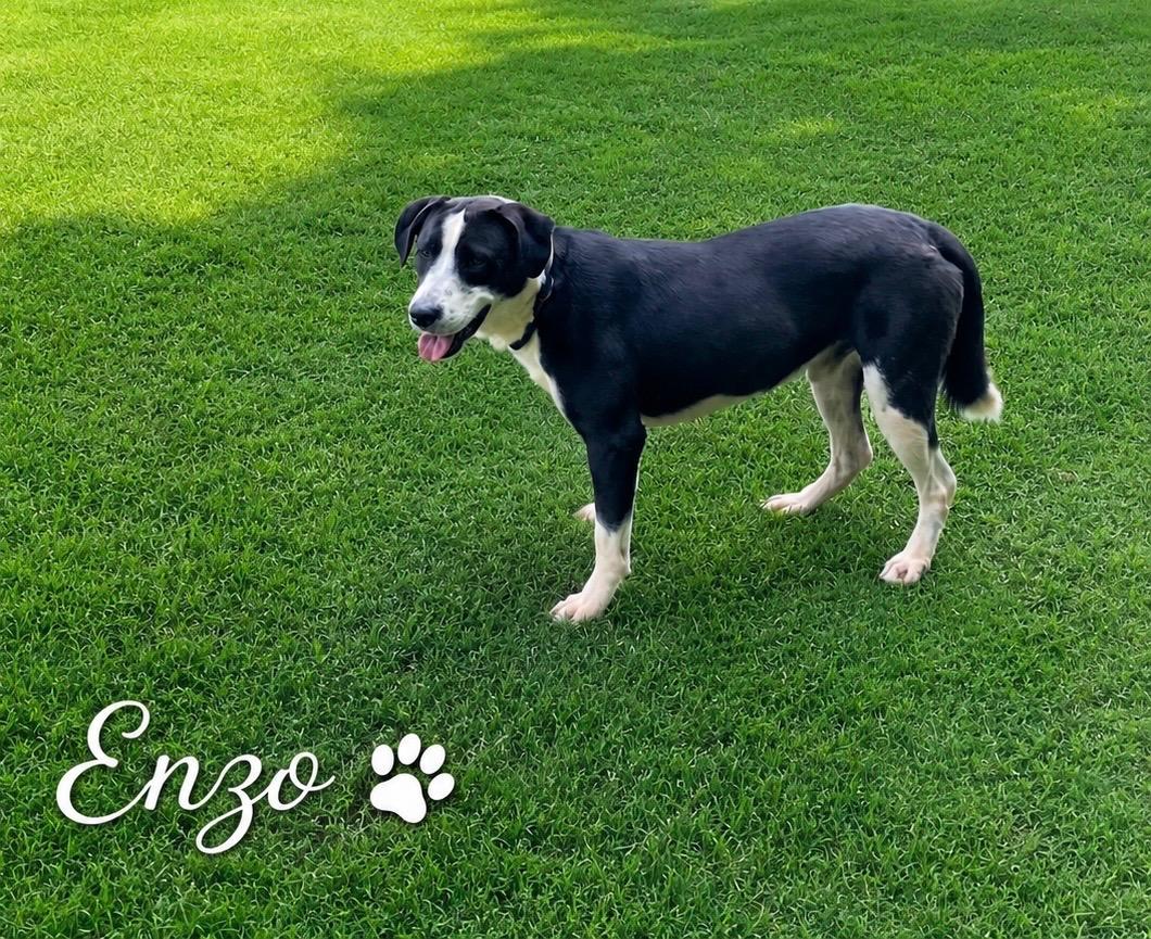 Enzo, Adoptable, Adult Male Australian Shepherd.