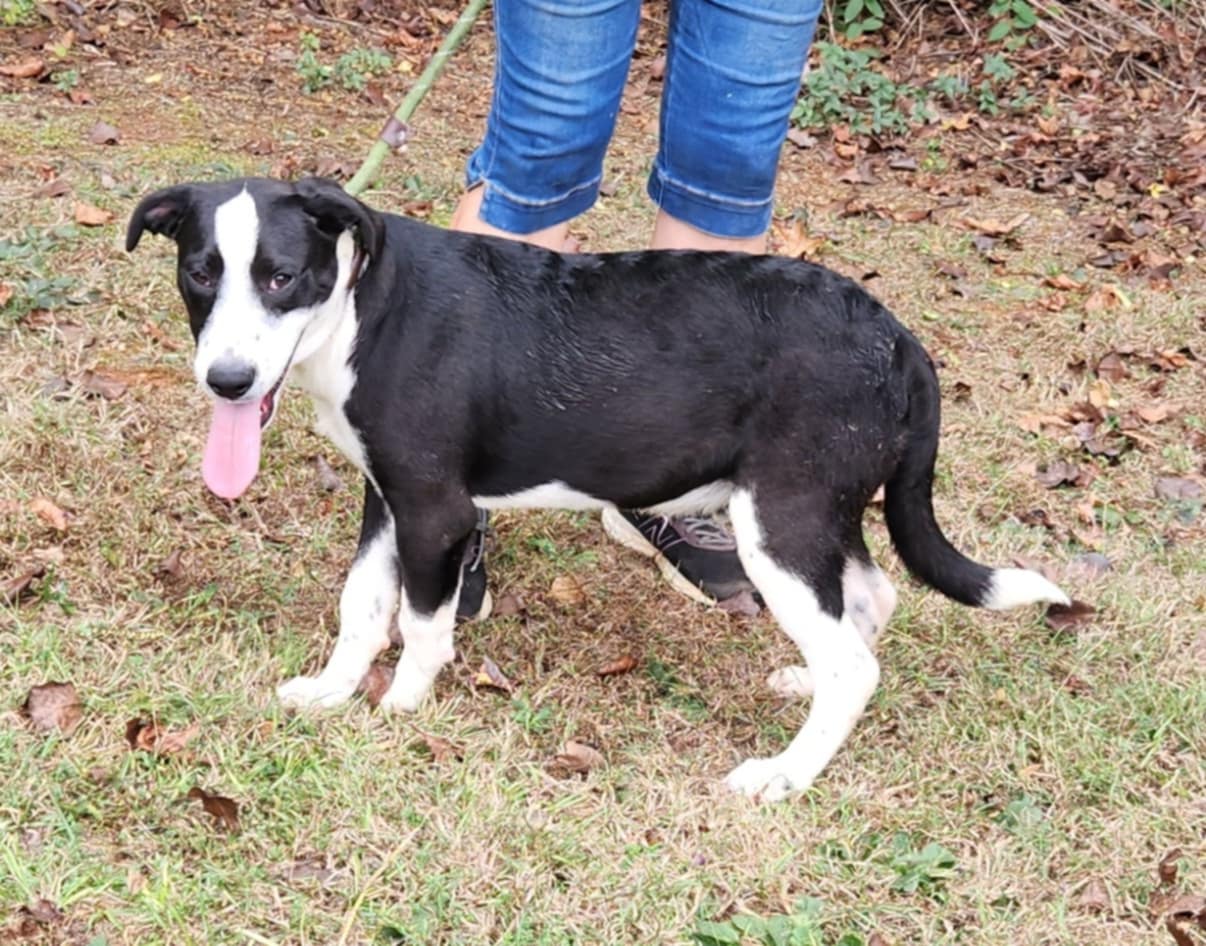 Enzo, a Adoptable mixed breed image 1/3