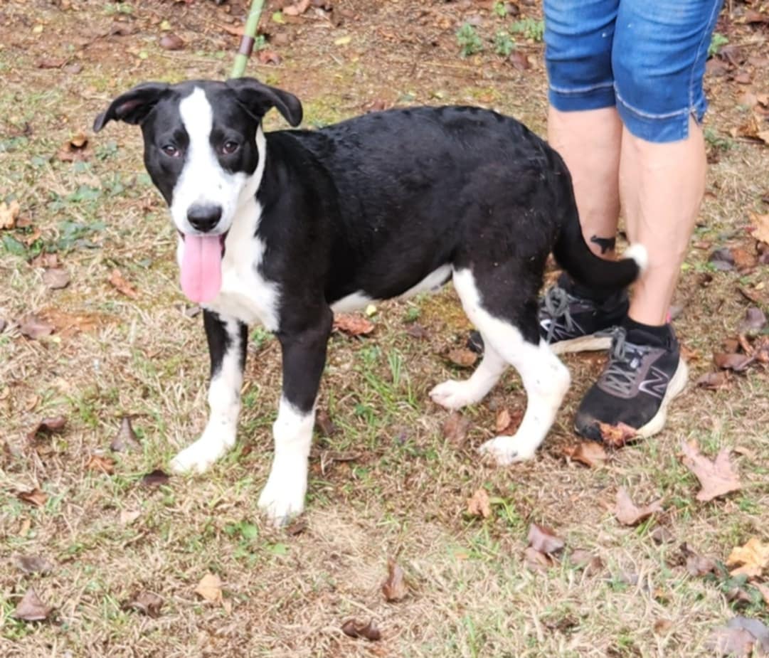 Enzo, a Adoptable mixed breed image 3/3