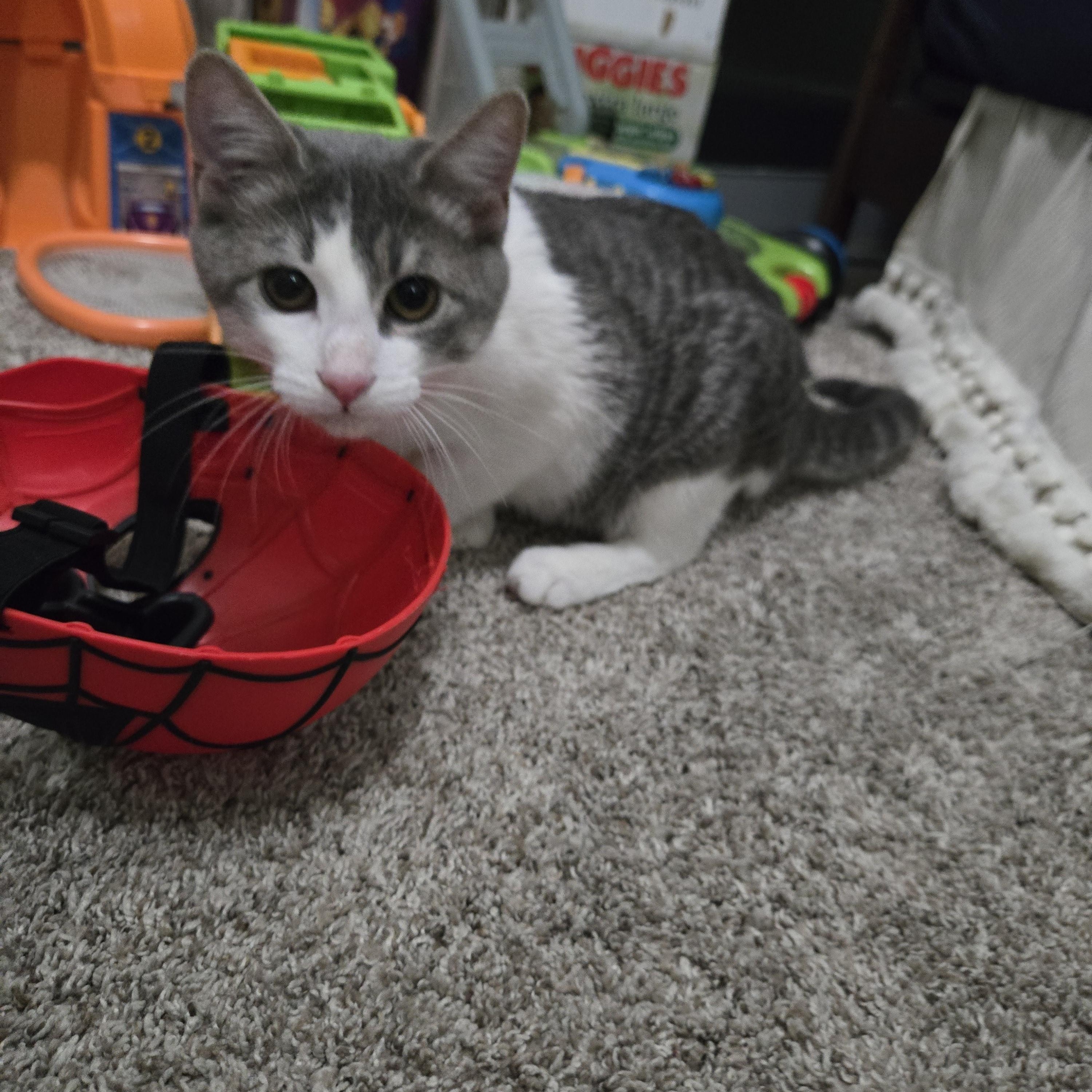 Hal, a ADOPTABLE Domestic Short Hair in Sedalia, MO image 5/6