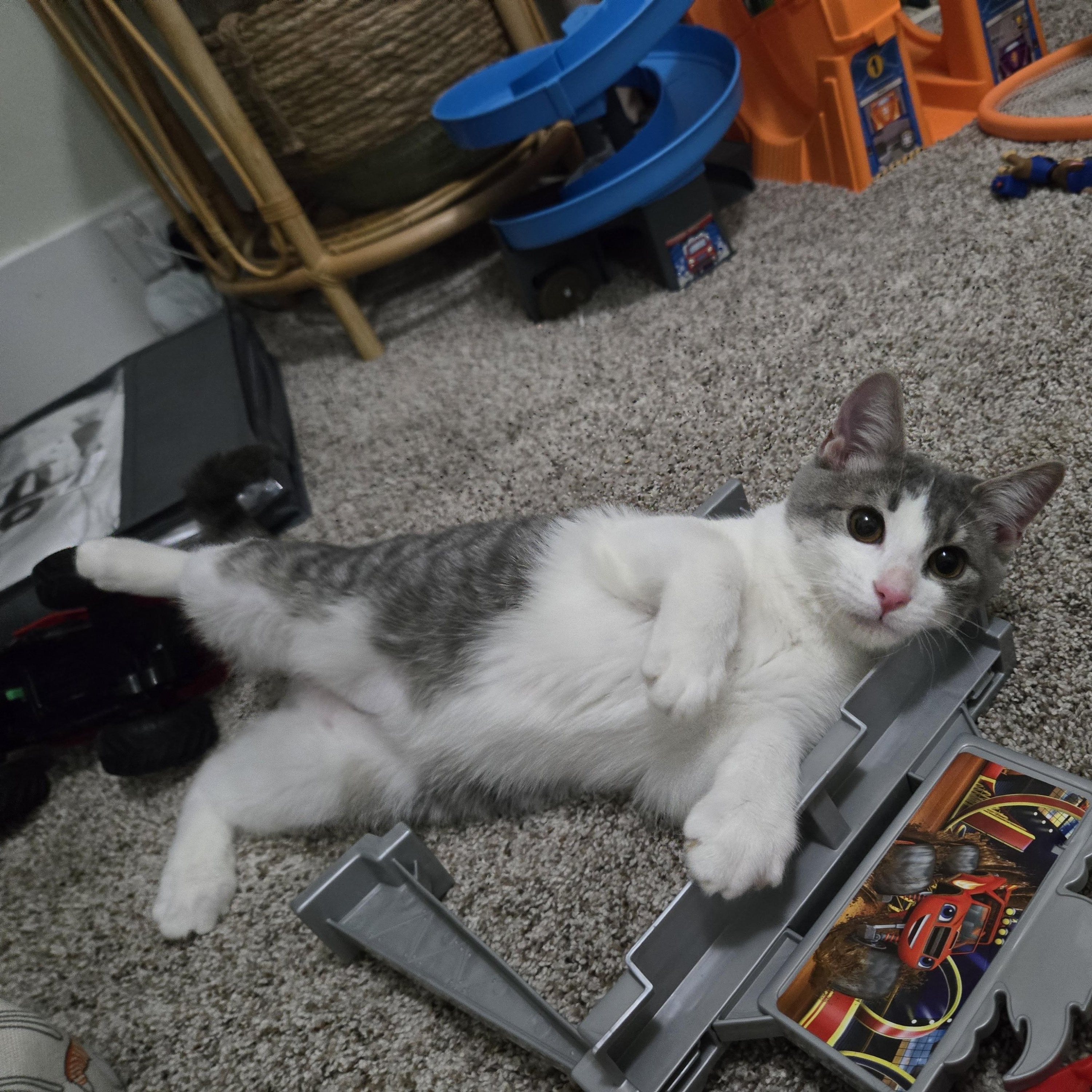 Hal, a ADOPTABLE Domestic Short Hair in Sedalia, MO image 4/6
