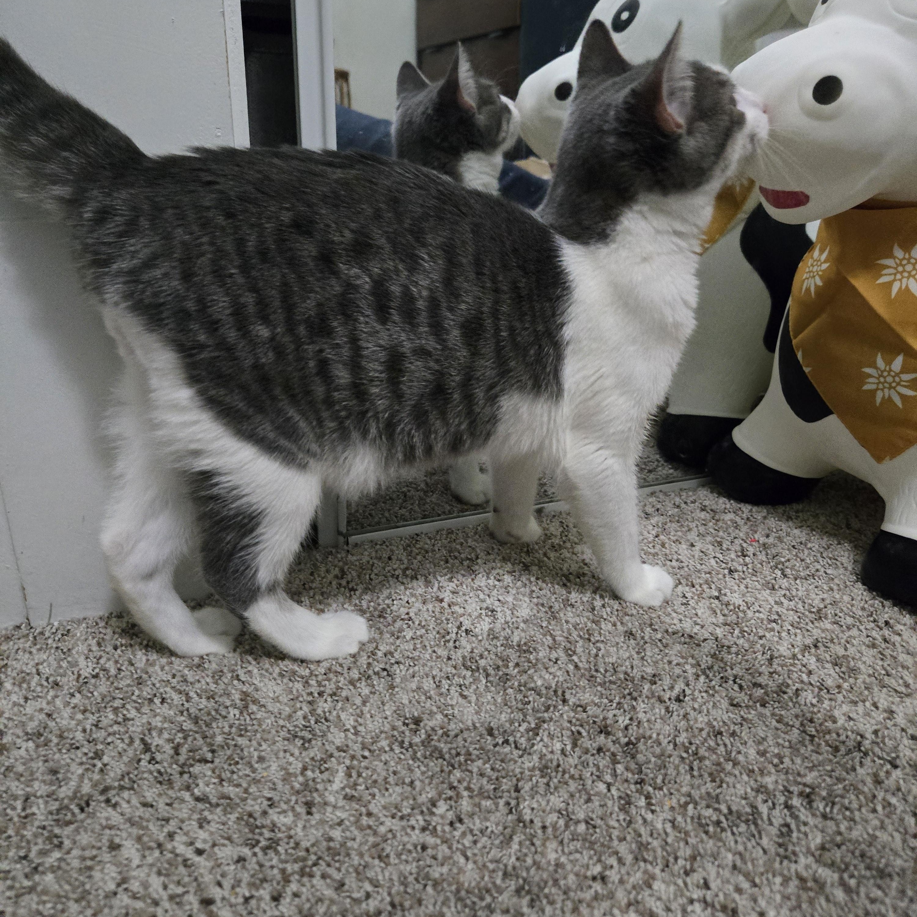 Hal, a ADOPTABLE Domestic Short Hair in Sedalia, MO image 3/6