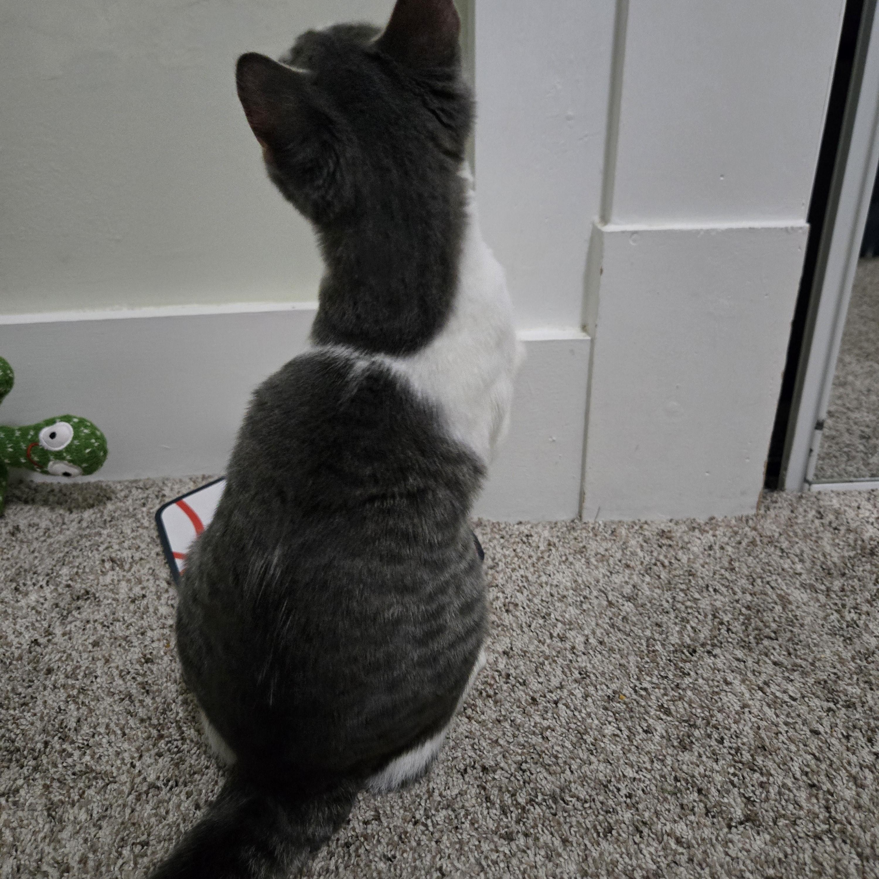 Hal, a ADOPTABLE Domestic Short Hair in Sedalia, MO image 6/6