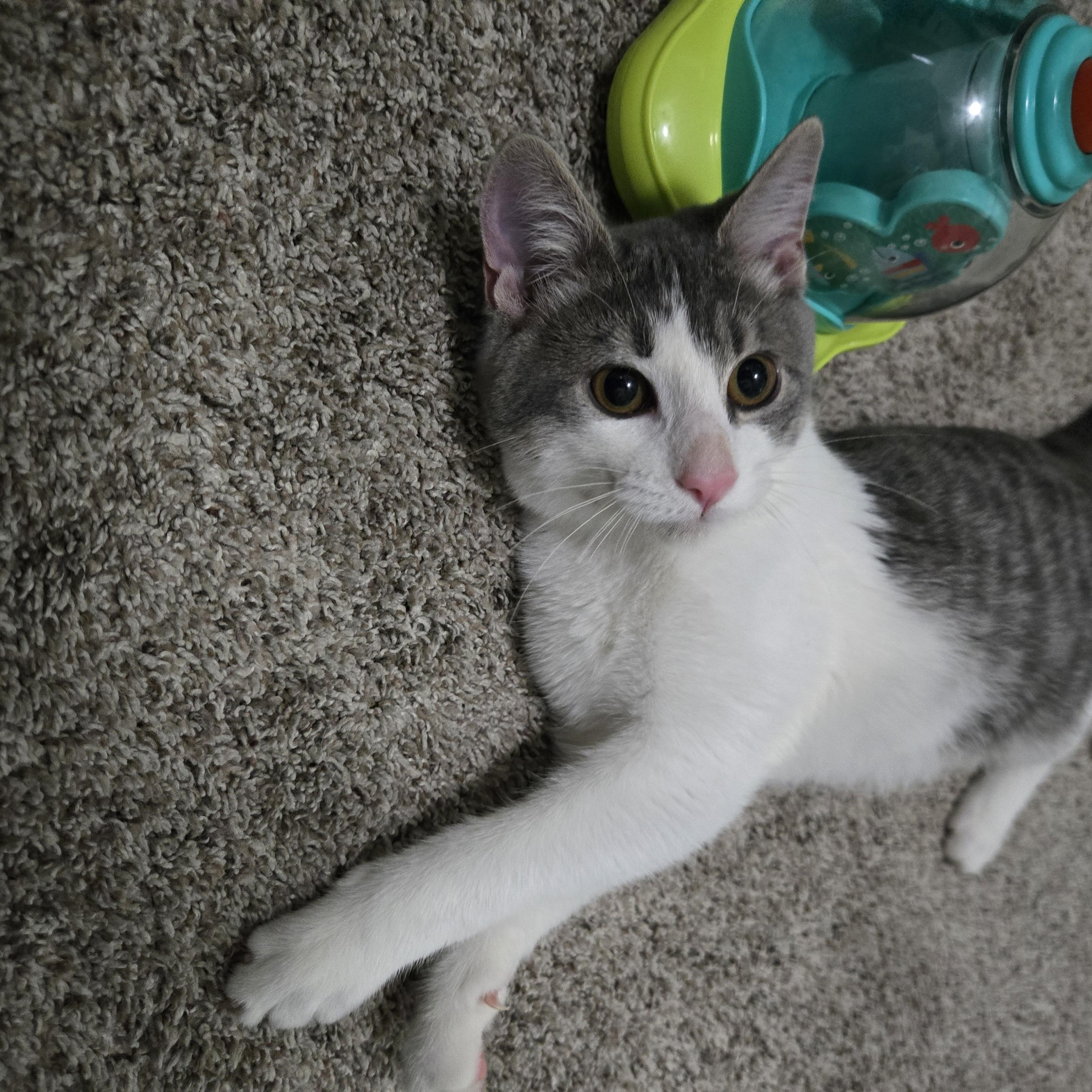 Hal, a ADOPTABLE Domestic Short Hair in Sedalia, MO image 2/6