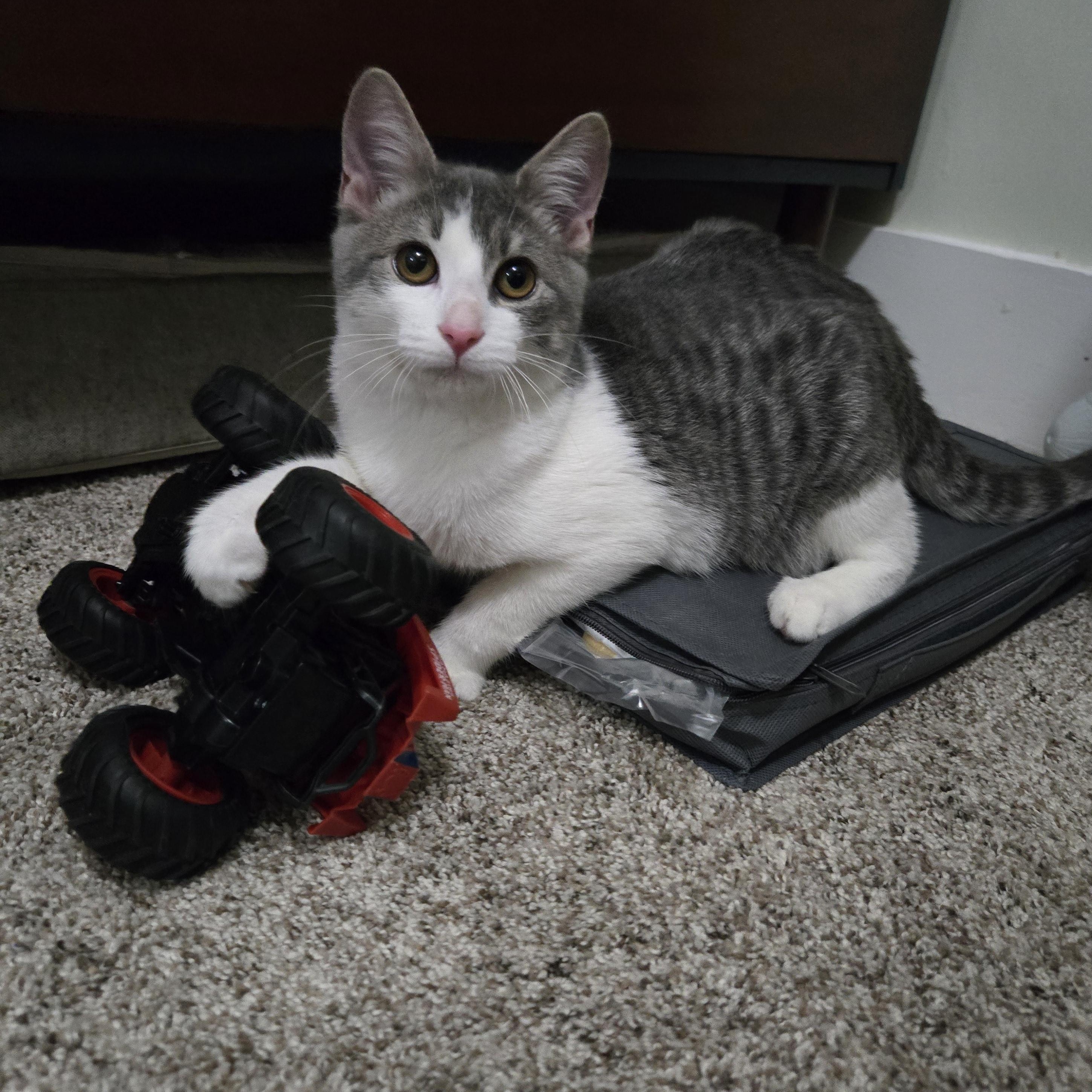 Hal, ADOPTABLE, Kitten Male Domestic Short Hair.