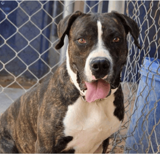 Enlarge Boyd, a Adoptable mixed breed in El Paso, TX image 1/3