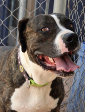 Enlarge Boyd, a Adoptable mixed breed in El Paso, TX image 2/3