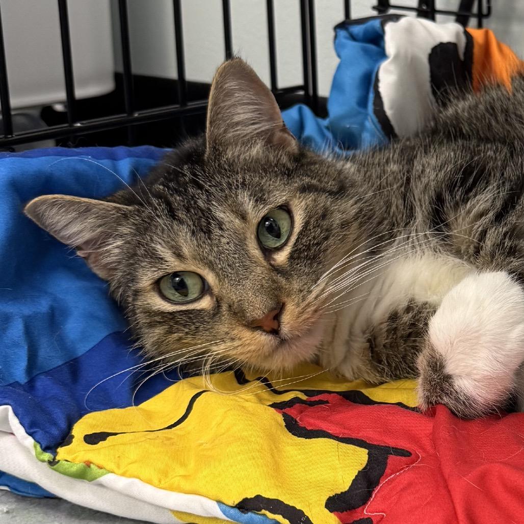 Chico, Adoptable, Senior Male Domestic Short Hair.