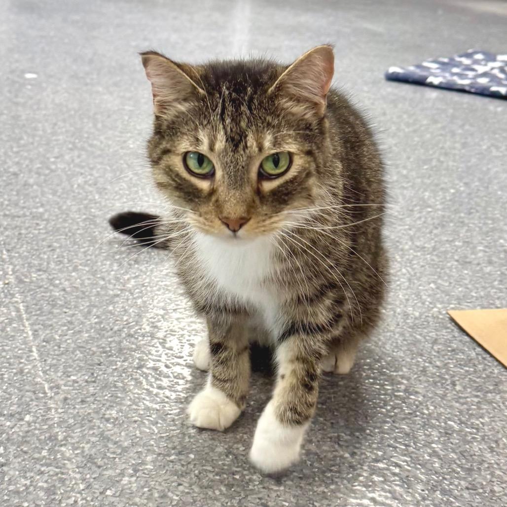 Chico, a Adoptable Domestic Short Hair in Zimmerman, MN image 2/2