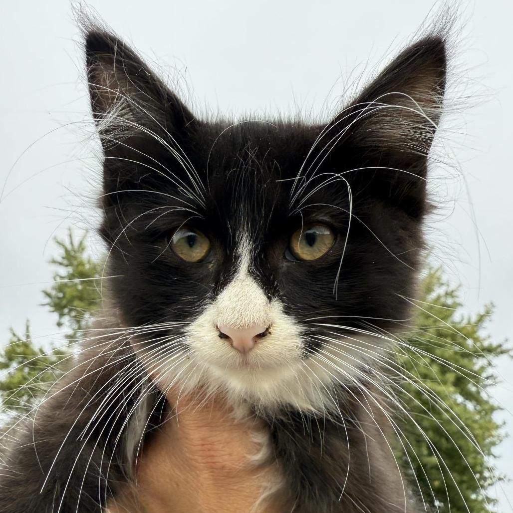 Enlarge Fluff, a Adoptable Domestic Medium Hair in Sioux Falls, SD image 1/1