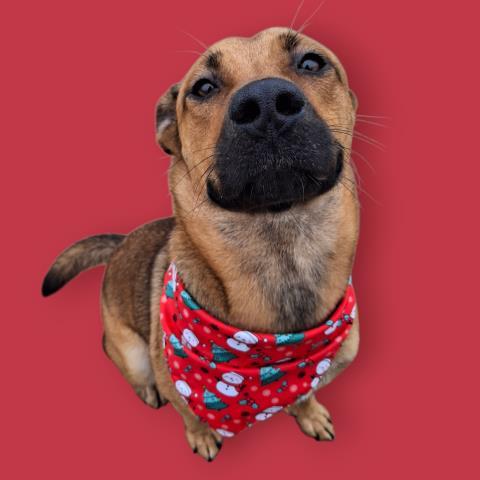 Enlarge Haven -- URGENT! LONGTIME RESIDENT, a Adoptable mixed breed in Thousand Oaks, CA image 1/2