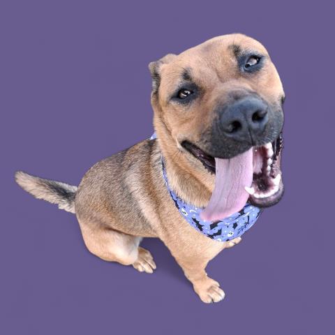 Enlarge Haven -- URGENT! LONGTIME RESIDENT, a Adoptable mixed breed in Thousand Oaks, CA image 2/2