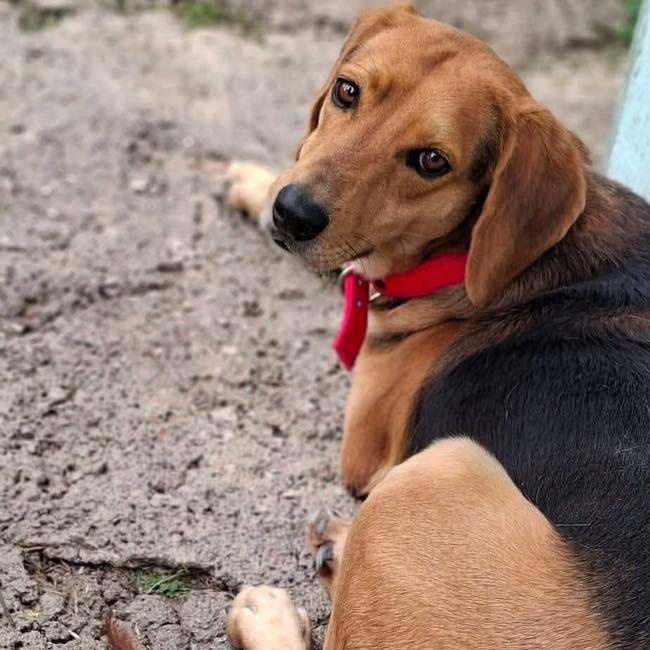Enlarge Beckham, a ADOPTABLE mixed breed in Scarborough, ON image 4/4