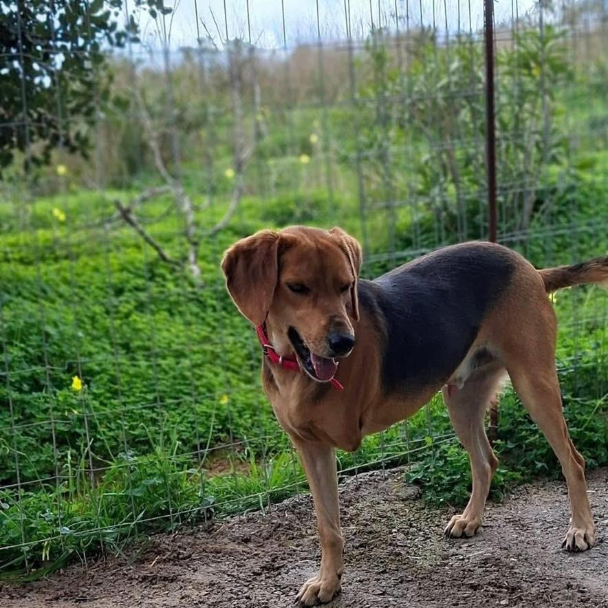 Enlarge Beckham, a ADOPTABLE mixed breed in Scarborough, ON image 3/4