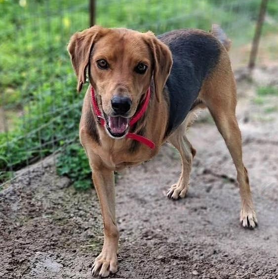 Enlarge Beckham, a ADOPTABLE mixed breed in Scarborough, ON image 2/4