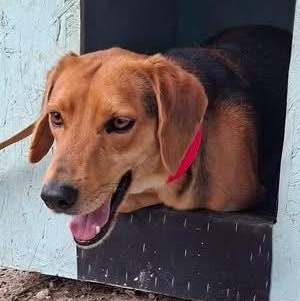 Enlarge Beckham, a ADOPTABLE mixed breed in Scarborough, ON image 1/4