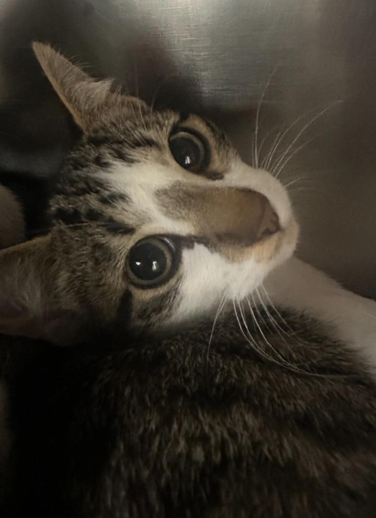 Enlarge Cider, a Adoptable mixed breed in Grants Pass, OR image 1/2