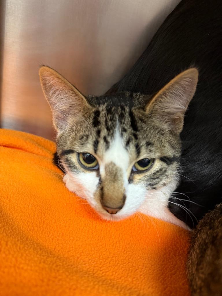 Enlarge Cider, a Adoptable mixed breed in Grants Pass, OR image 2/2