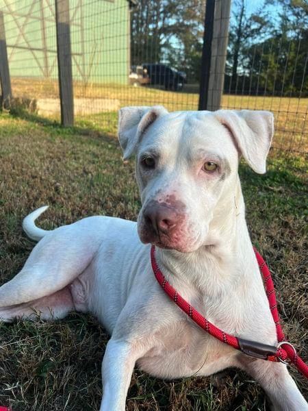 Kipper, adoptable, Adult Male American Bulldog.