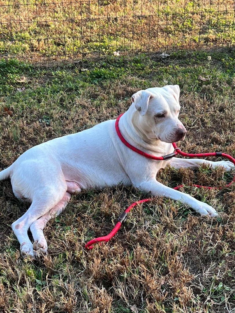 Enlarge Kipper, an adoptable mixed breed in Newborn, GA image 2/5