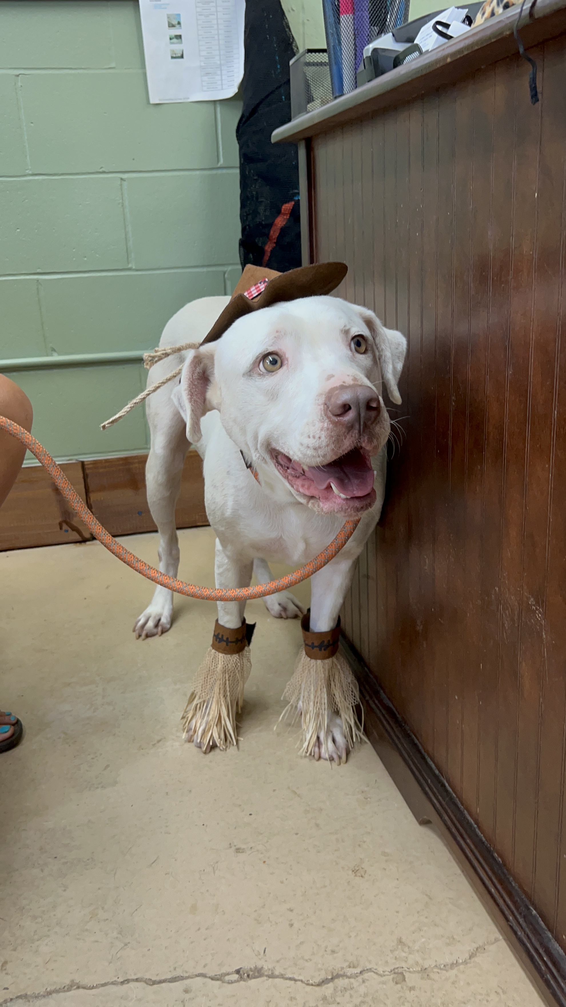 Enlarge Kipper, an adoptable mixed breed in Newborn, GA image 3/5